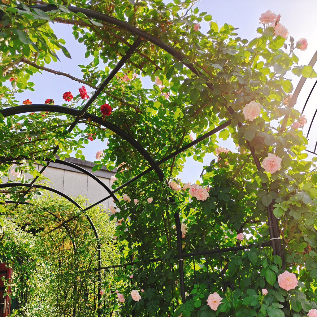 Black powder-coated metal garden arch with gate, 80 inches wide and 86 inches high, rose arbor style by Anthony & Home