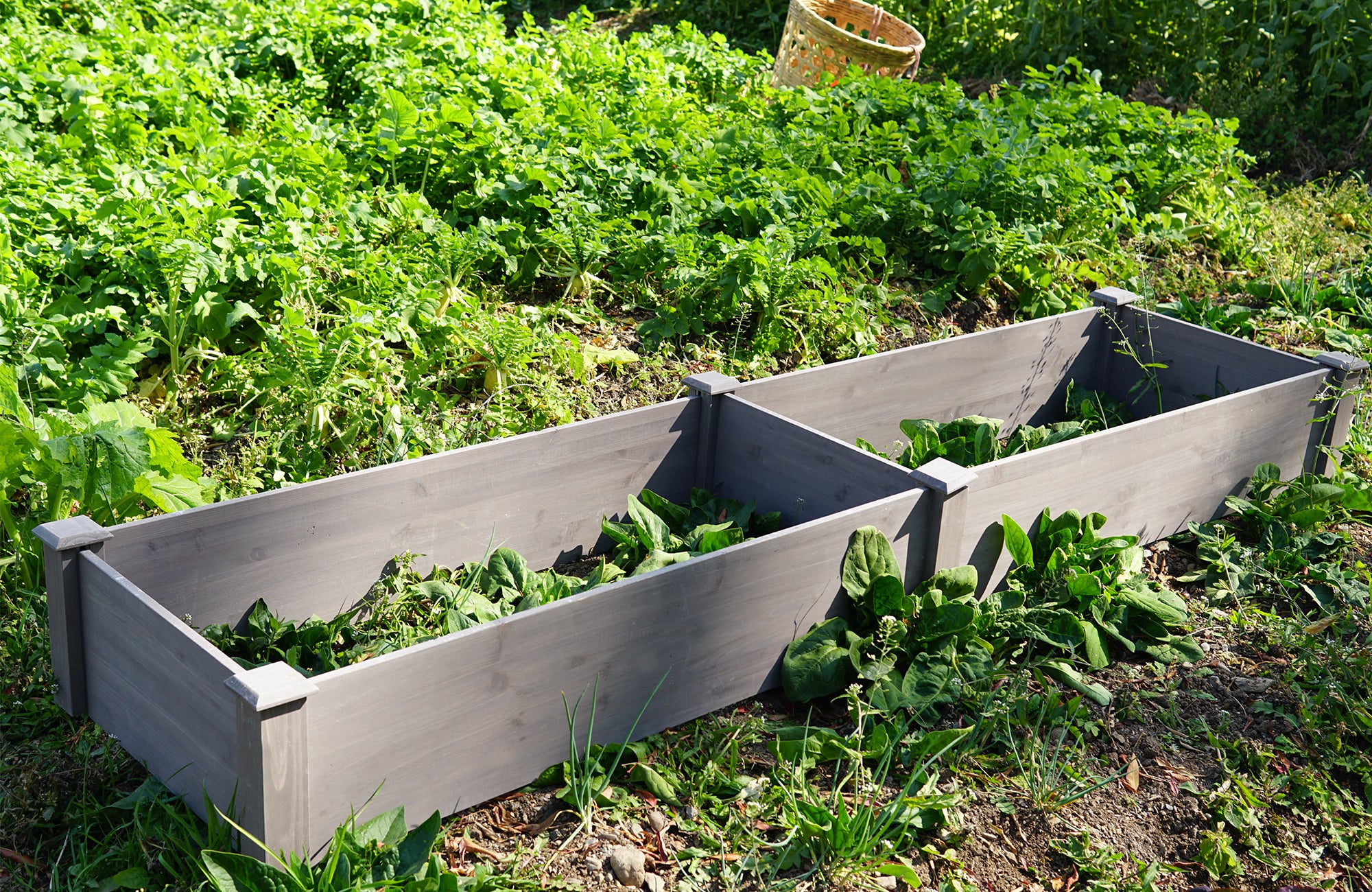 Anthony & Home Atelier Cedar raised garden bed 96x28x10 outdoor planter box with tool-free assembly, ideal for vegetable or flower gardening.