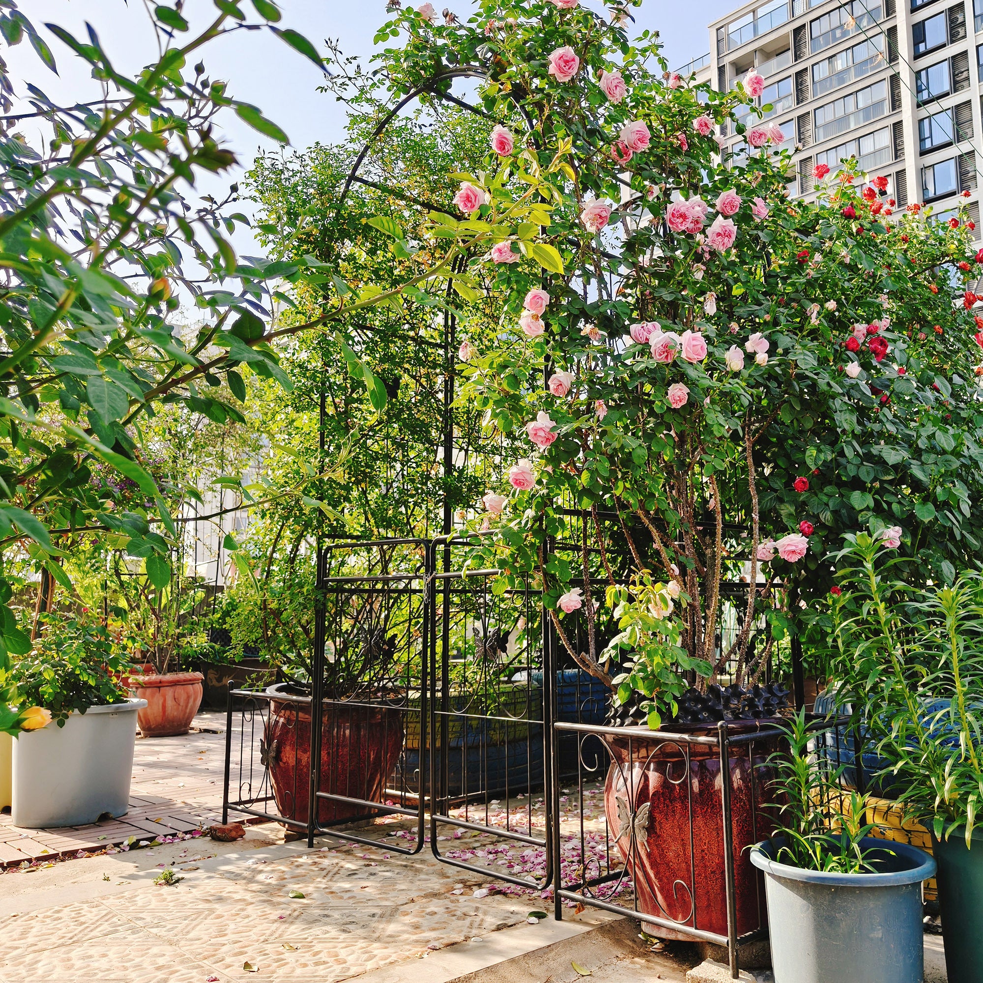 Black metal garden arch with gate, 79.5” wide and 86.6” high, outdoor climbing plant support, ideal for roses and garden decor.