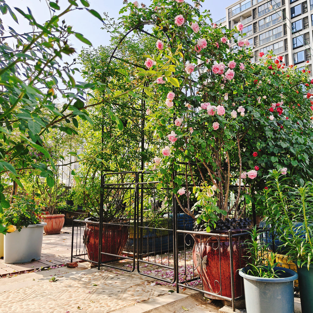 Black powder-coated metal garden arch with gate, 80 inches wide by 86 inches high, rose arbor design by Anthony & Home.